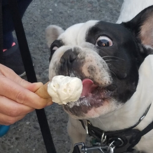 Boxer puppy licking ice cream cone